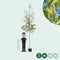 Ruwe berk | Betula pendula 10-14 cm | Bomenbezorgd.nl