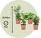 Plant in a Box - Budget mix van 4 luchtzuiverende kamerplanten - Musa - Chamadorea - Syngonium - Coffea - Pot 12cm - Hoogte 25-40cm