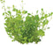 Eg glossostigma elatinoides nr43