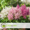 Plant in a Box - Astilbe - Mix van 6 - Pluimspirea - Wortelstokken - Robuuste bloeiende plant