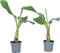 Plant in a Box - Musella lasiocarpa - Fruitboom - Set van 4 - Pot 9cm - Hoogte 25-40cm