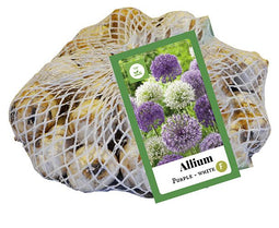Jub Holland bloembollen - Allium Paars - wit - maat 10-12 - 40 stuks