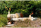 Light & Living Bijzettafel Muhan - Donkerbruin - 30x30x45cm - Modern