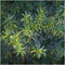Plants by Frank | 1 strekkende meter Venijnboom haag | 6x Taxus media Groenland Ø12 cm - 20 cm| winterharde haagplanten | Groenblijvende haag | Tuinplanten | Planten