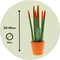 Plant in a Box - Sansevieria Cylindrica - Velvet Touchz - Vrouwentong - Inclusief Oranje Decoratieve Pot - Hoogte 20-40cm - Pot 9cm