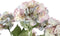 PTMD Hydrangea Flower Hortensia Kunststruik - 43x40x58 cm - Lichtblauw