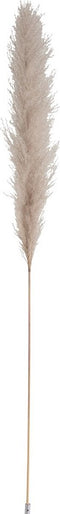 Pampasgras gedroogde pluim tak