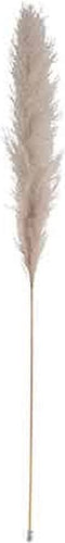 Pampasgras gedroogde pluim tak