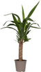 Plant in a Box - Palmlelie - Yucca elephantipes - Hoogte 50-60cm - Pot 14cm - Groenblijvende plant