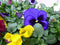 Grootbollige violen geel/blauw/paars 18 stuks
