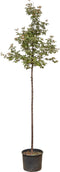 Papieresdoorn | Acer griseum 6-10 cm | Bomenbezorgd.nl