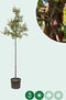 Papieresdoorn | Acer griseum 6-10 cm | Bomenbezorgd.nl