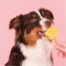 Smoofl Premium Hondensnacks: Ijs voor honden als een snack om af te koelen in de zomer en als een gezonde hond traktatie met verfrissend effect, honden ijs met appel
