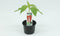 Paprika, Zoete punt paprika