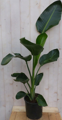 Paradijsvogelbloem 80 cm