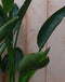 Paradijsvogelbloem 80 cm