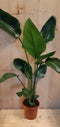 Paradijsvogelbloem 80 cm