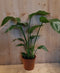 Paradijsvogelbloem Nicolai 50 cm hoog kamerplant