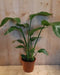 Paradijsvogelbloem Nicolai 50 cm hoog kamerplant