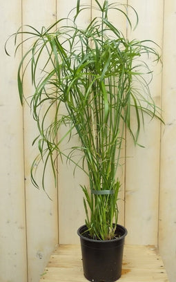 Parapluplant Papyrus Cyperus Alternifolius Kamerplant