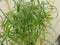 Parapluplant Papyrus Cyperus Alternifolius Kamerplant