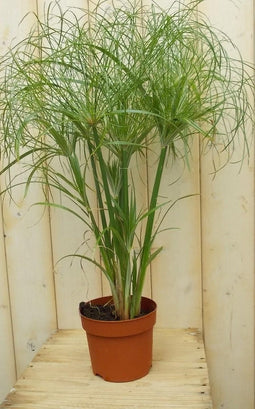 Parapluplant Papyrus Cyperus Kamerplant Moerasplant