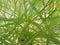 Parapluplant Papyrus Cyperus Kamerplant Moerasplant