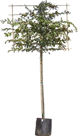 Parrotia leiboom 150 cm | Parrotia persica 8-12 cm 150 cm| Bomenbezorgd.nl