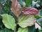Parrotia persica Vanessa 200 cm