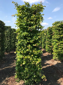 Parrotia persica vanessa 250 cm