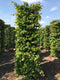 Parrotia persica vanessa 250 cm