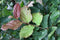 Parrotia persica vanessa 250 cm