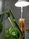 Parus by Venso Sunlite Kweeklamp - 7 W - Wit