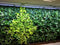 PARUS, Linear-Spot-LED 60cm , 60°, 30Watt