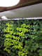 PARUS, Linear-Spot-LED 60cm , 60°, 30Watt