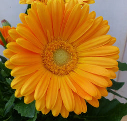 Patio Gerbera geel in grote pot