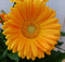 Patio Gerbera geel in grote pot