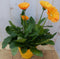 Patio Gerbera geel in grote pot