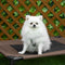 PawHut Hondenmand met verhoogd design D04-211