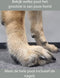 Pawz Rubber Dog Boots - Hondenschoen - Oranje Small