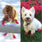 Pawz Rubber Dog Boots - Hondenschoen - Rood Small