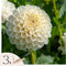 Plant in a Box - Dahlia 'Boom Boom' - set van 3 - zomerbloeiers - dahliaknollen - tuinbloemen - Wit