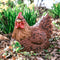 Tuinfiguur broedende kip | bruin | 24x18x20cm