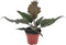 Plant in a Box - Philodendron Caramel - Groene luchtzuiverende kamerplant - Caramel glans - Pot 12cm - Hoogte 25-35cm