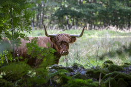 Customize it - Tuinschilderij highlnd cattle 70x50