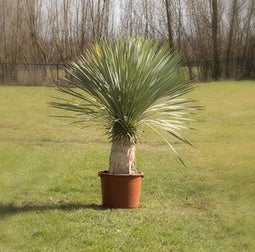 Yucca rostrata palmlelie | Yucca rostrata 30-40 cm| Bomenbezorgd.nl