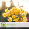Plant in a Box - Bougainvillea 'Dania' - Bougainvillea op rek - Gele bloemen - Klimplant - Tuinplant - Pot 17cm - Hoogte 50-60cm