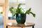 Ter Steege Bloempot Forest Groen D 16 cm H 14 cm Opening 14 cm