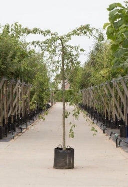 Groene treur sierappel | Malus 'Red Jade' 14-18 cm 220 cm| Bomenbezorgd.nl