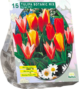 Baltus - Bollen Tulipa Greigii mix 15 stuks